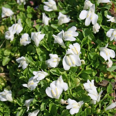 Mazus reptans Albus