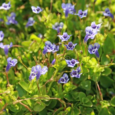 Lindernia grandiflora 