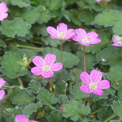 Erodium reichardii Charm