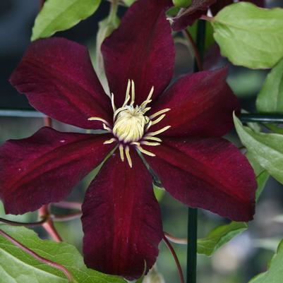 Clematis Niobe