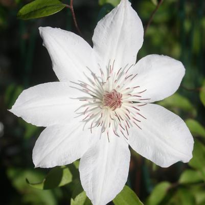 Clematis Henryi