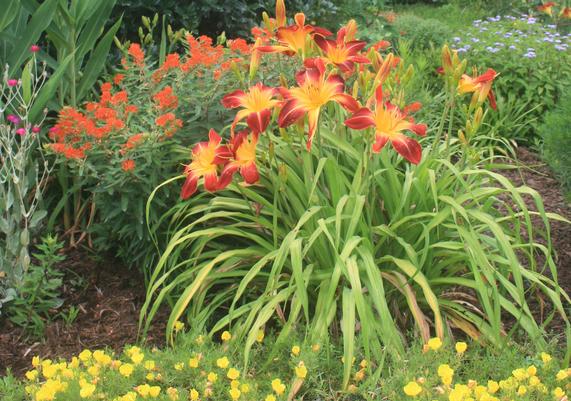 Daylily, Calylophus, and Asclepias