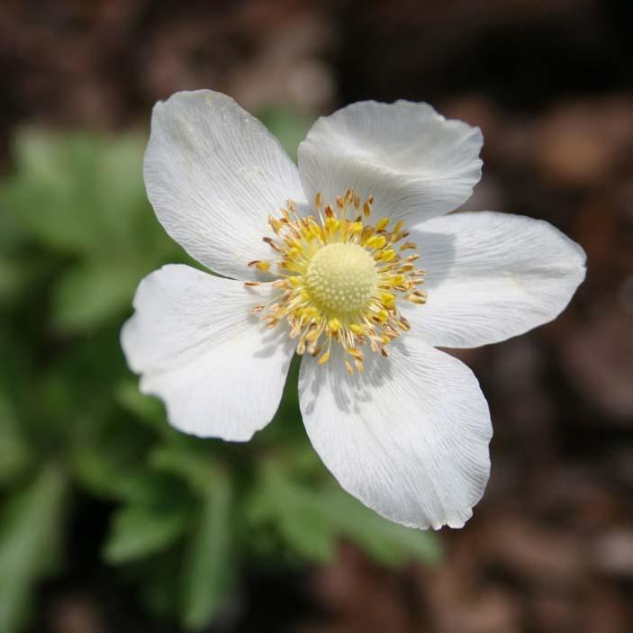 Anemone canadensis 