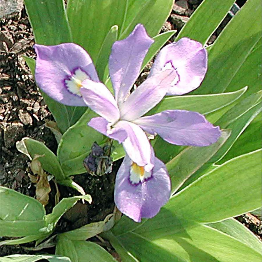 Iris cristata Eco Bluebird