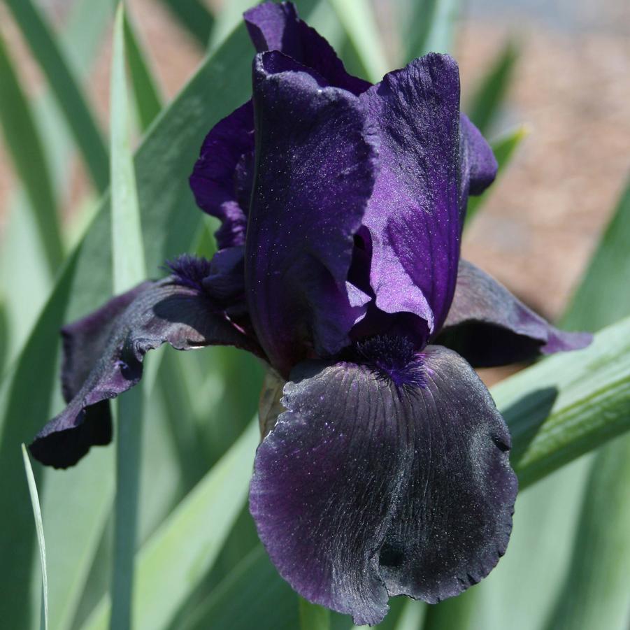 Iris (German) germanica Supersition