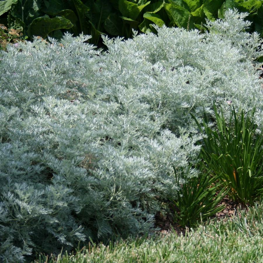 Artemisia arborescens x absinthium Powis Castle