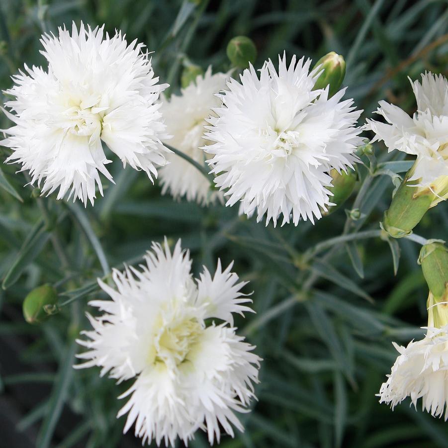 Dianthus x Pure White