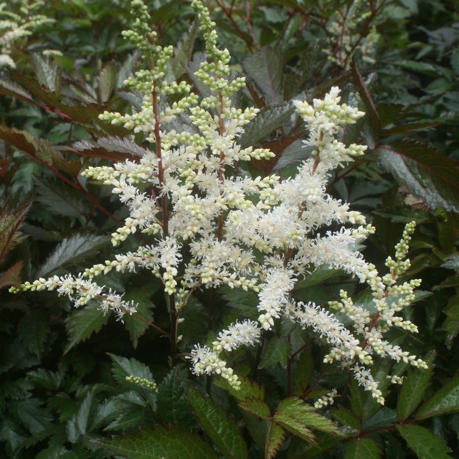 Astilbe japonica X arendsii Cappuccino