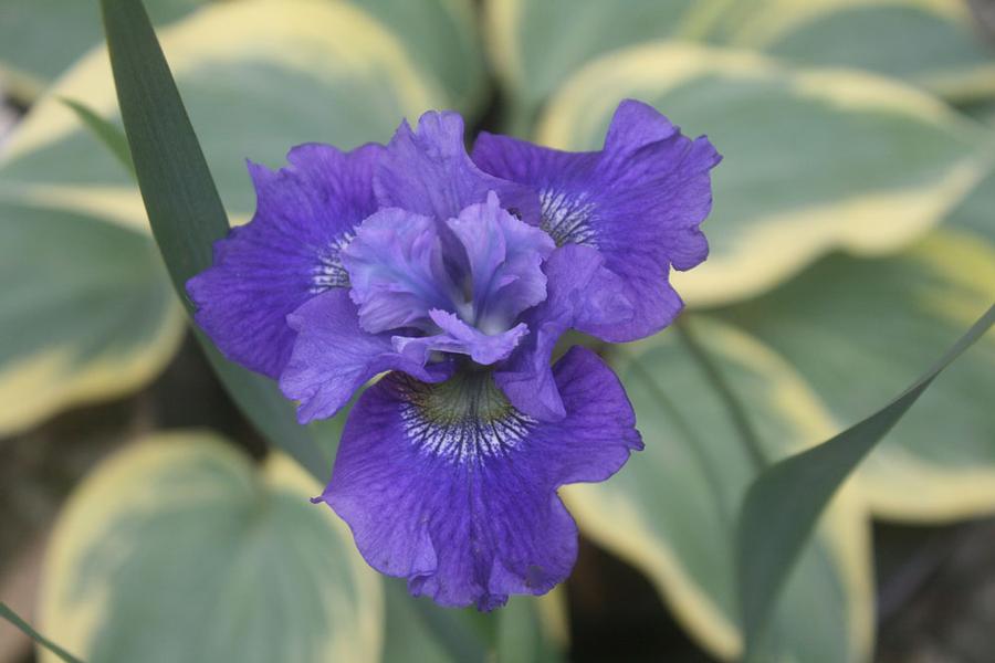 Iris (Siberian) sibirica Blueberry Fair