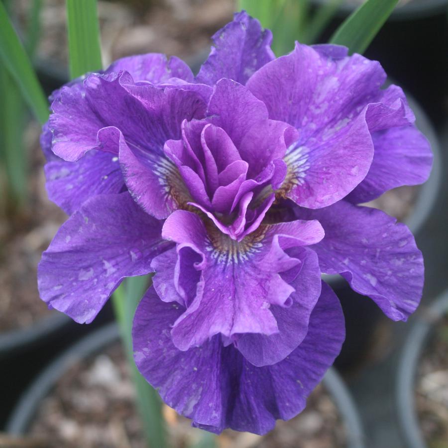 Iris (Siberian) sibirica Concord Crush