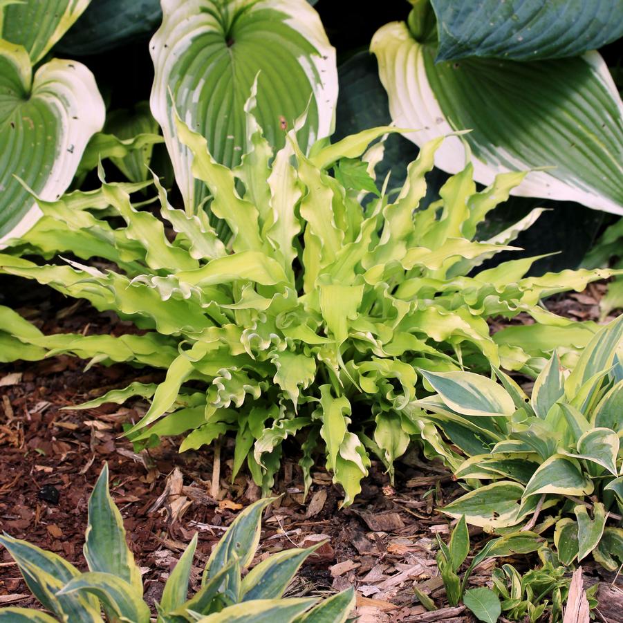 Hosta Wiggles and Squiggles