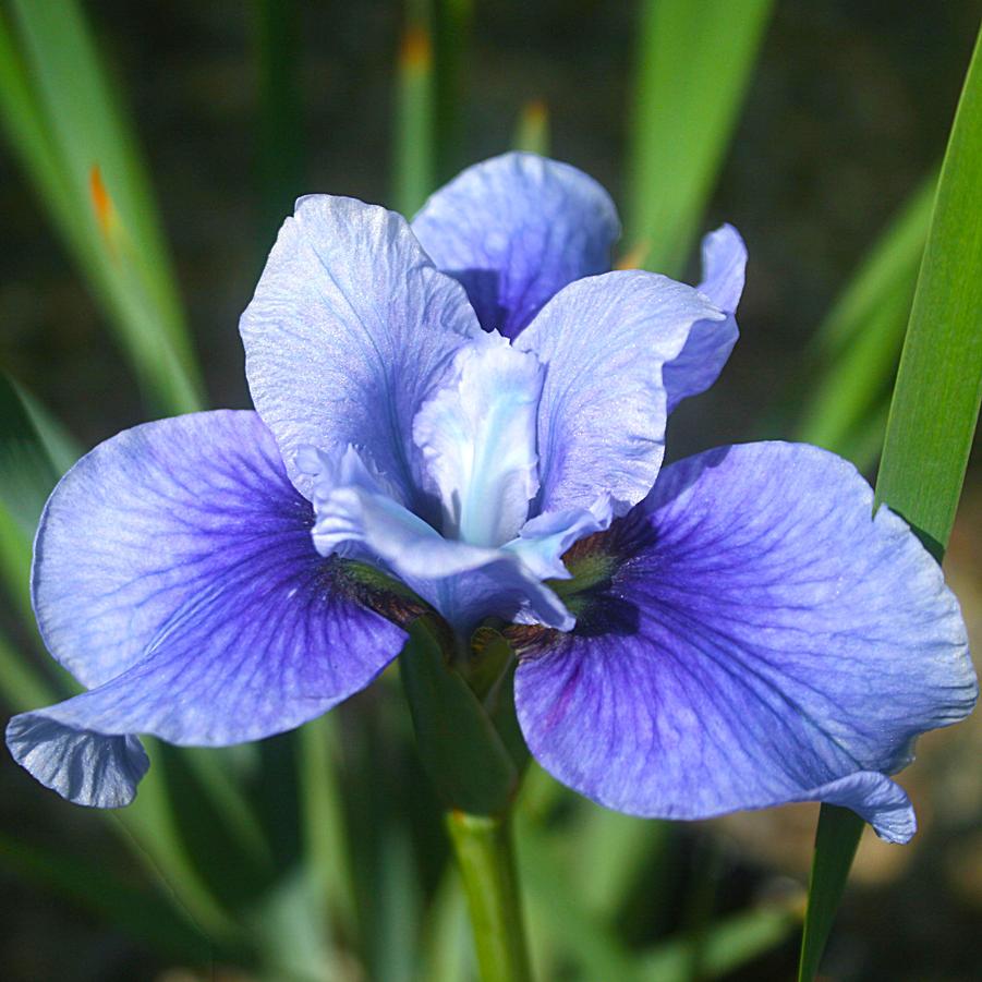 Iris (Siberian) sibirica Sky Mirror