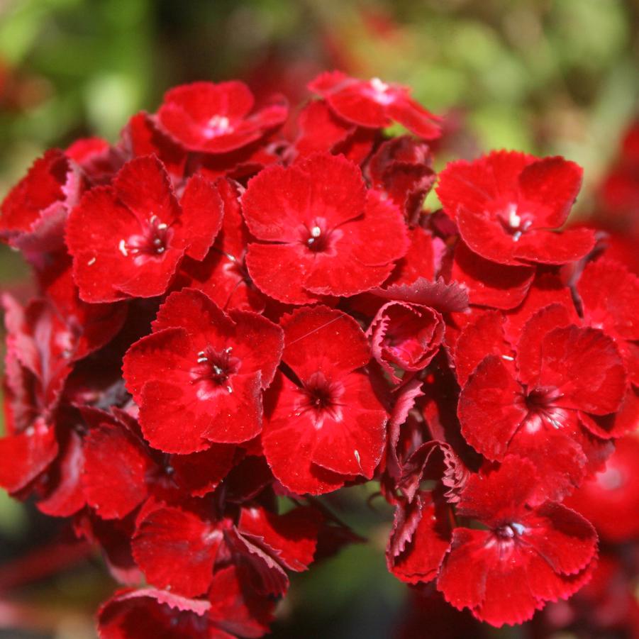 Dianthus barbatus Dash Crimson