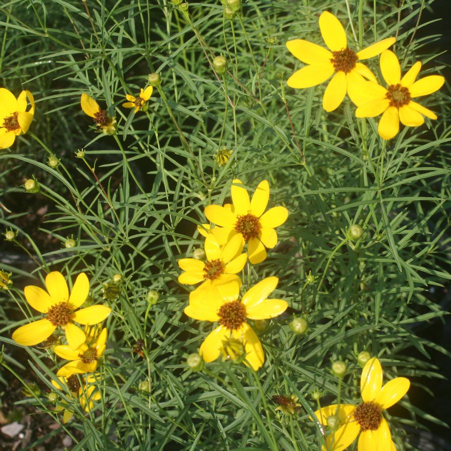 Coreopsis Gilded Lace