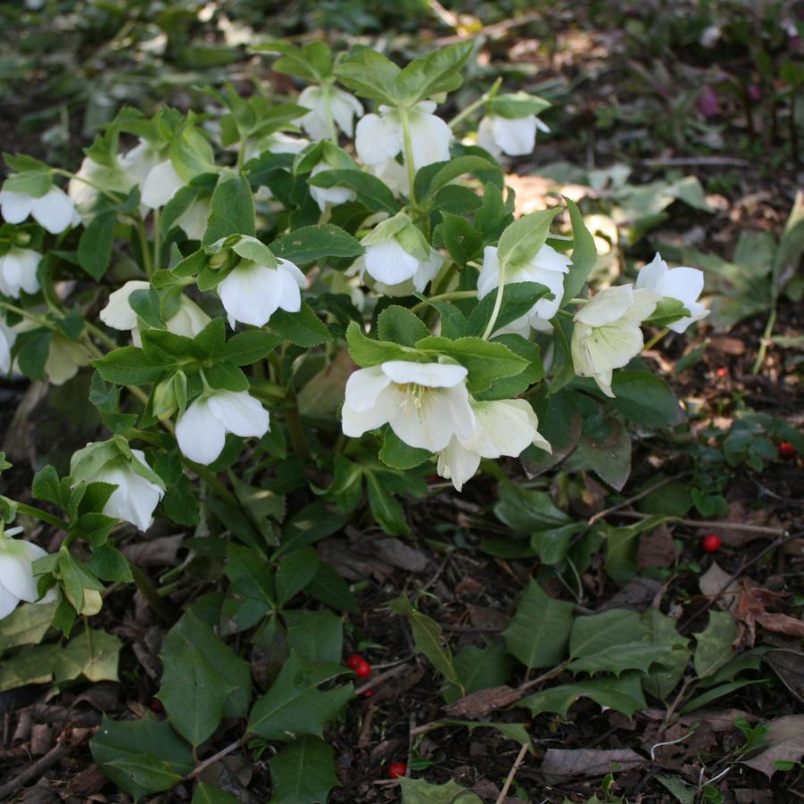Helleborus orientalis 'White form'