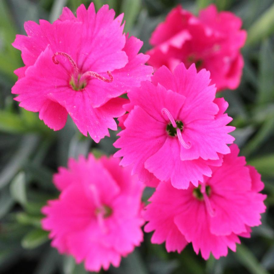 Dianthus Paint the Town Magenta