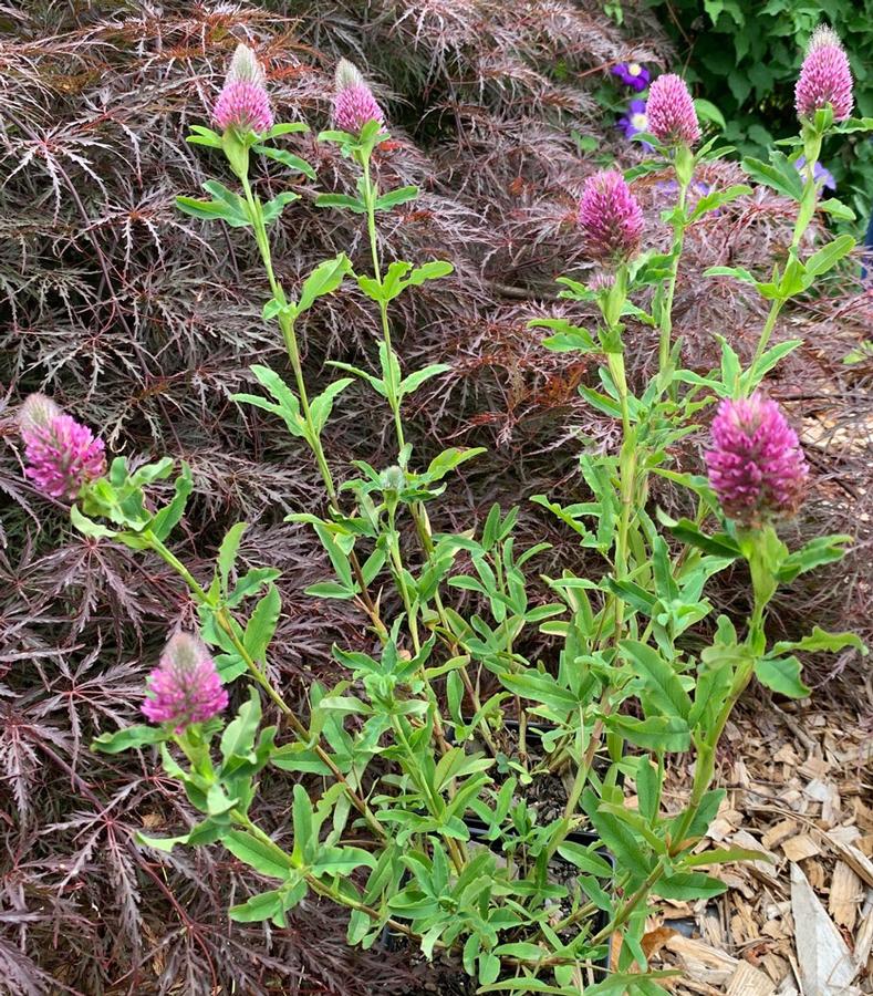 Trifolium rubens 