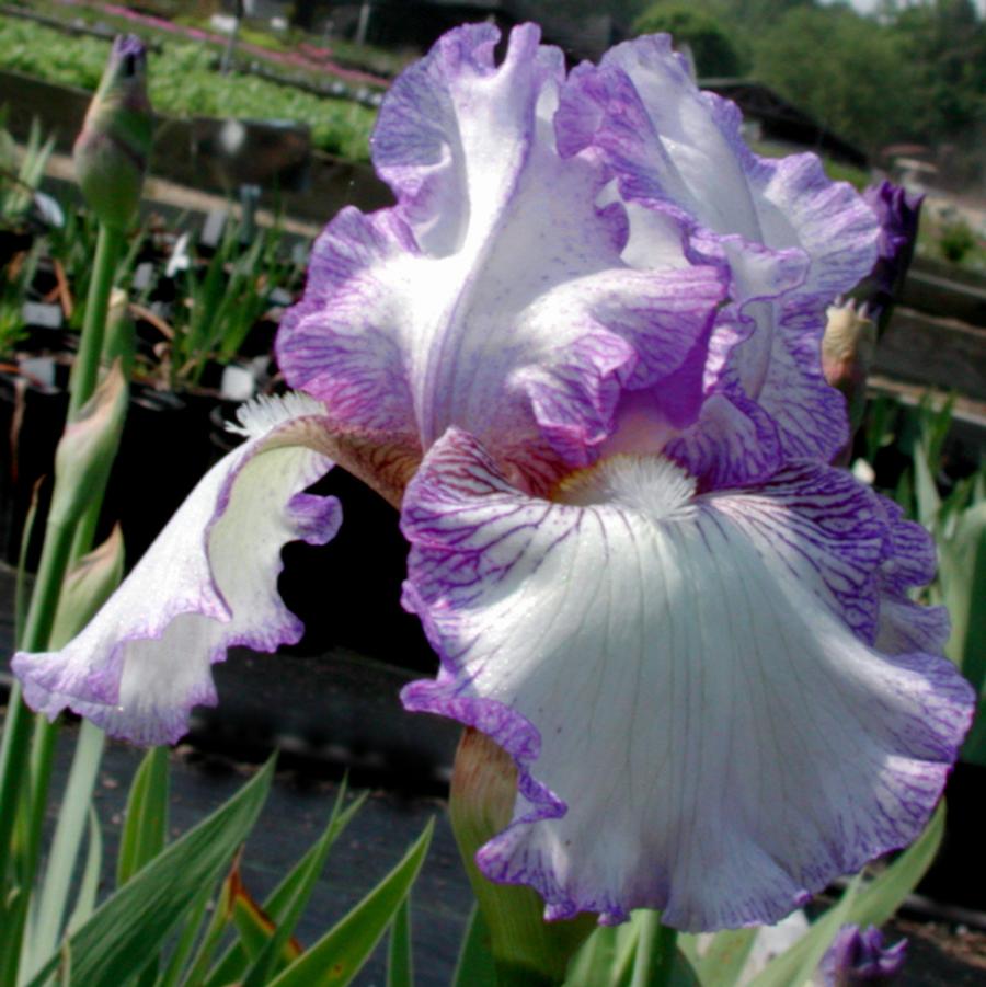Iris germanica Earl of Essex