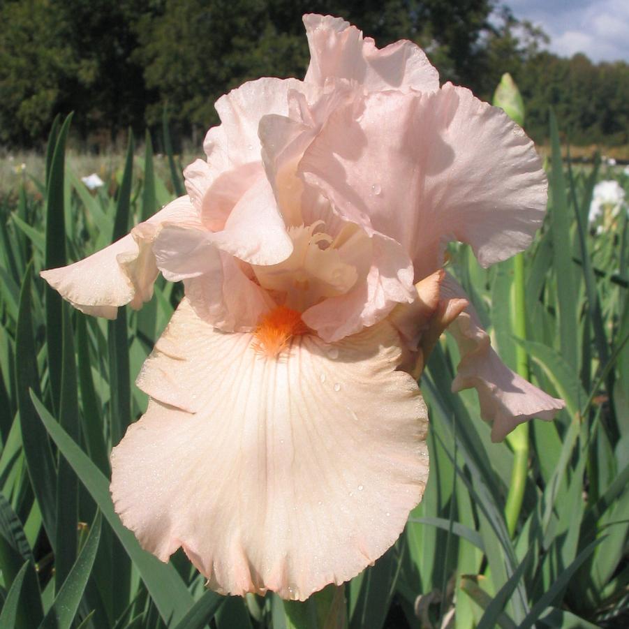 Iris germanica Pink Attraction