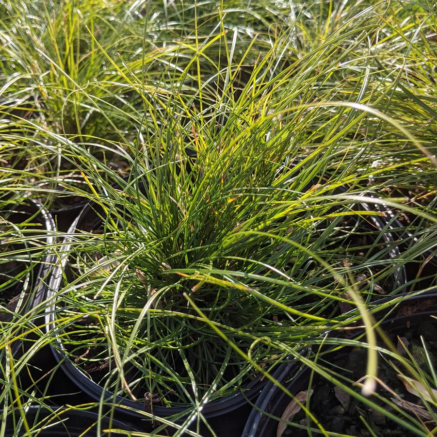 Carex texensis 