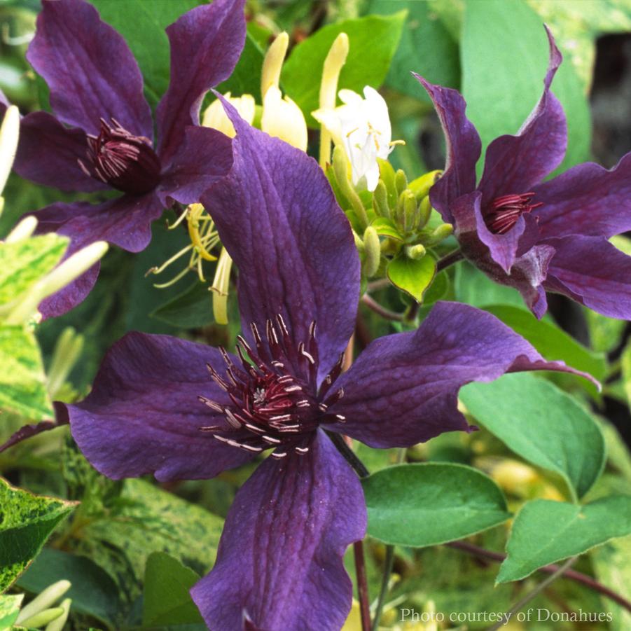 Clematis Guiding Promise