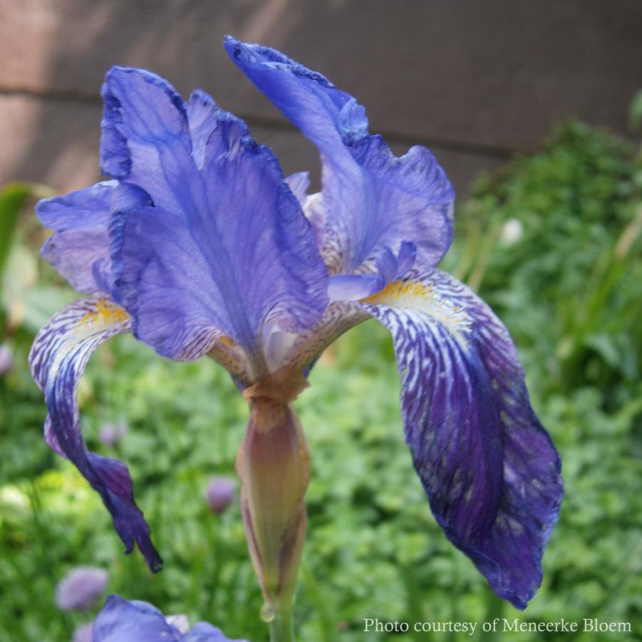 Iris germanica Amas