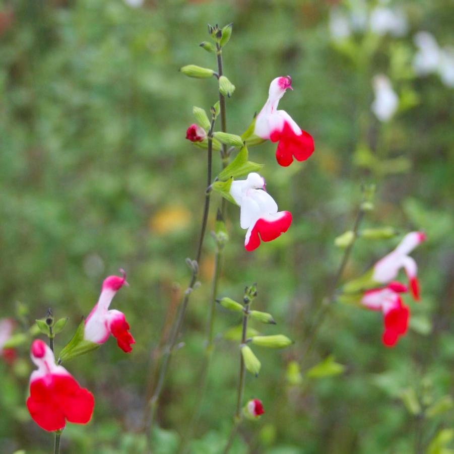 Salvia greggii (microphylla) Hot Lips