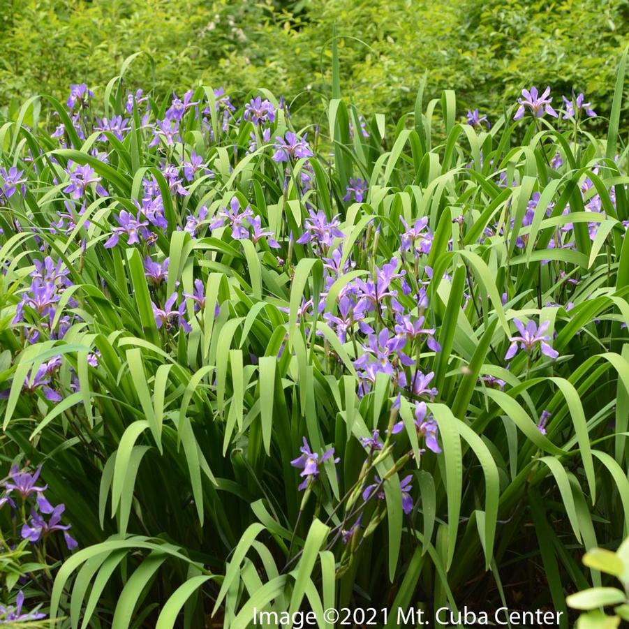 Iris versicolor Purple Flame