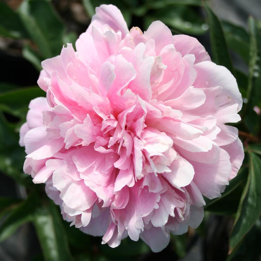 Paeonia lactiflora Pink Parfait