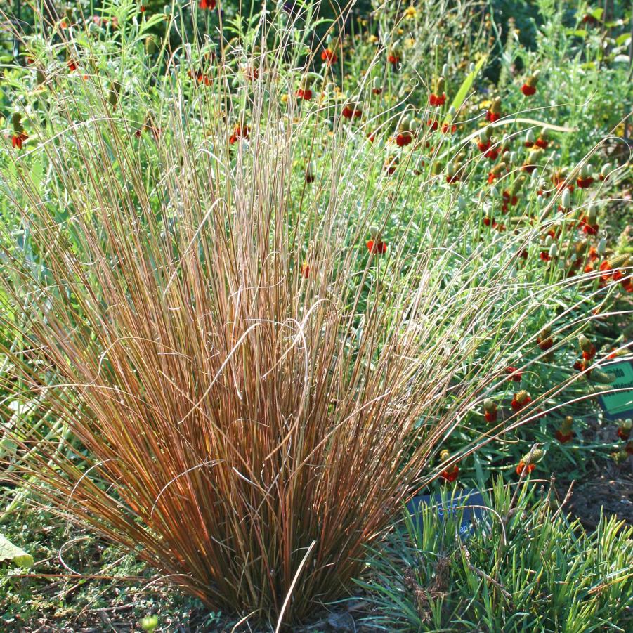 Carex buchananii (Red Fox) 