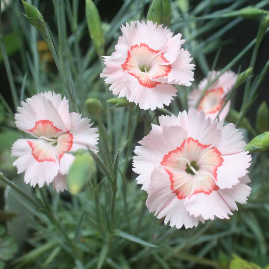 Dianthus Georgia Peach Pie