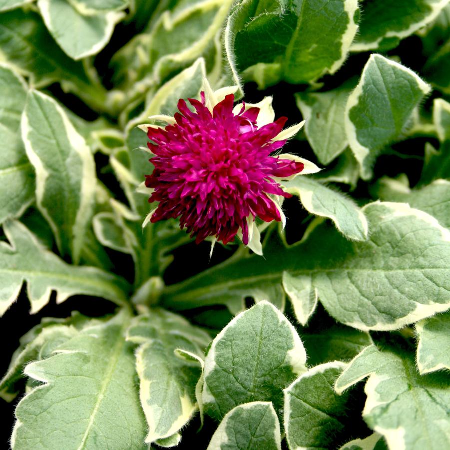 Knautia macedonia Thunder and Lightning